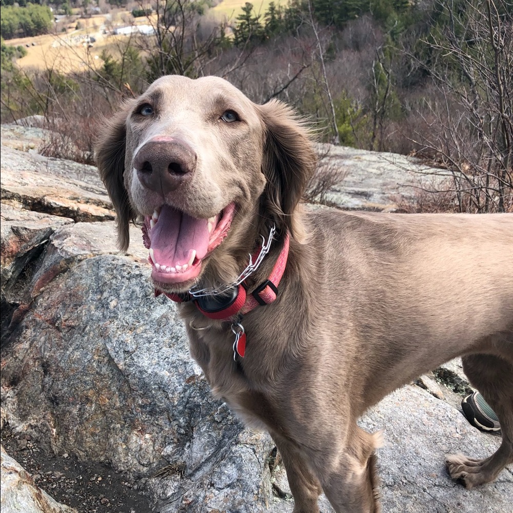 Meet your Posher, Annie